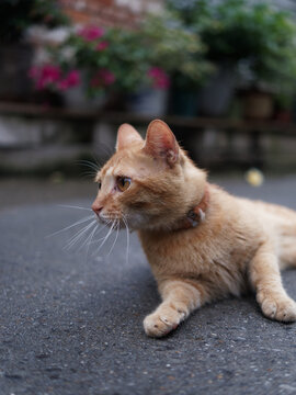 户外玩耍的猫咪小猫橘猫斑纹猫