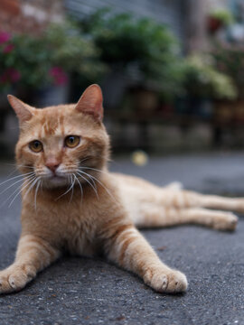 户外玩耍的猫咪小猫橘猫斑纹猫
