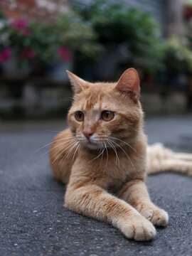 户外玩耍的猫咪小猫橘猫斑纹猫