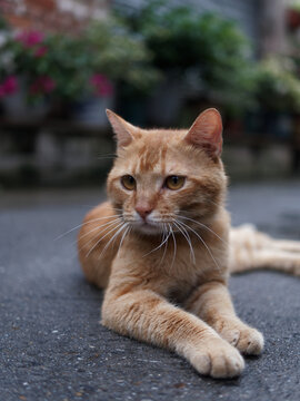户外玩耍的猫咪小猫橘猫斑纹猫