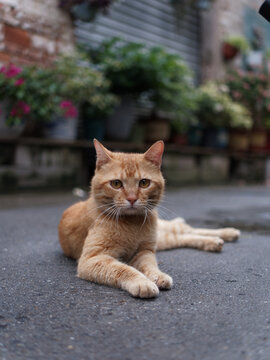 户外玩耍的猫咪小猫橘猫斑纹猫