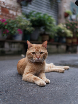 户外玩耍的猫咪小猫橘猫斑纹猫