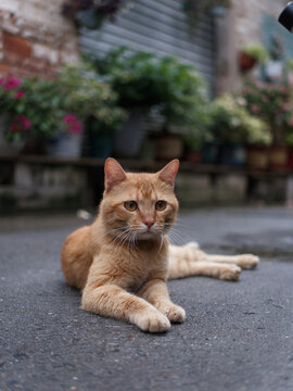 户外玩耍的猫咪小猫橘猫斑纹猫