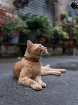 户外玩耍的猫咪小猫橘猫斑纹猫