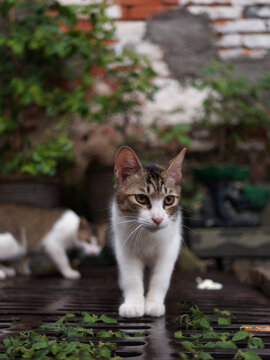 户外玩耍的猫咪小猫橘猫斑纹猫