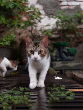 户外玩耍的猫咪小猫橘猫斑纹猫