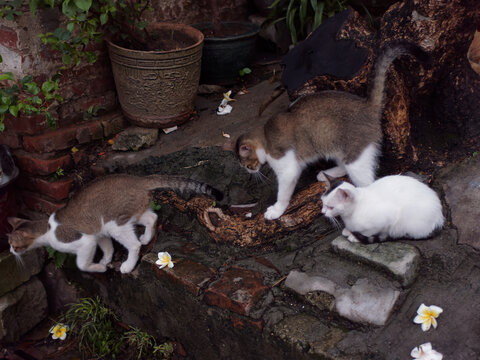 户外玩耍的猫咪小猫橘猫斑纹猫