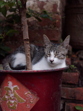 户外玩耍的猫咪小猫橘猫斑纹猫