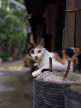 户外玩耍的猫咪小猫橘猫斑纹猫