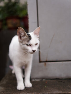 户外玩耍的猫咪小猫橘猫斑纹猫
