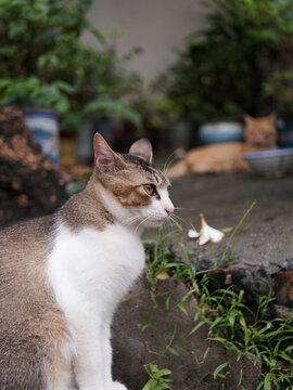 户外玩耍的猫咪小猫橘猫斑纹猫