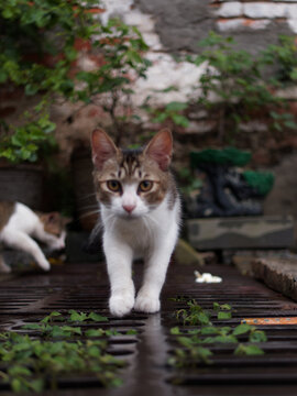 户外玩耍的猫咪小猫橘猫斑纹猫
