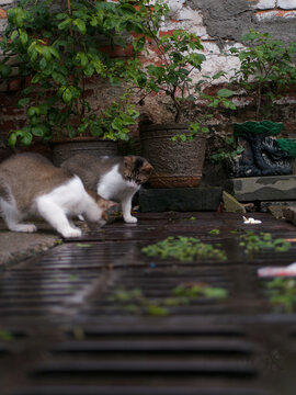 户外玩耍的猫咪小猫橘猫斑纹猫