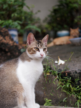 户外玩耍的猫咪小猫橘猫斑纹猫