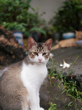 户外玩耍的猫咪小猫橘猫斑纹猫