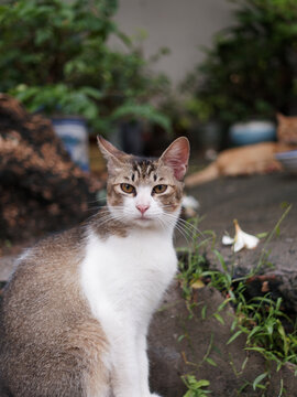 户外玩耍的猫咪小猫橘猫斑纹猫