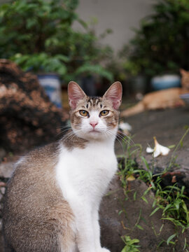 户外玩耍的猫咪小猫橘猫斑纹猫