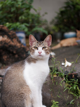户外玩耍的猫咪小猫橘猫斑纹猫