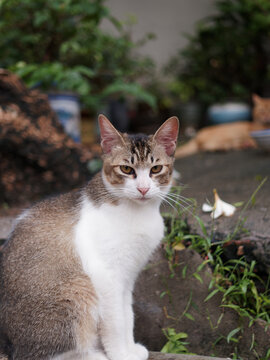 户外玩耍的猫咪小猫橘猫斑纹猫