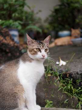 户外玩耍的猫咪小猫橘猫斑纹猫