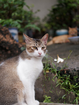 户外玩耍的猫咪小猫橘猫斑纹猫