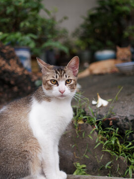 户外玩耍的猫咪小猫橘猫斑纹猫