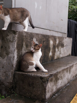 户外玩耍的猫咪小猫橘猫斑纹猫