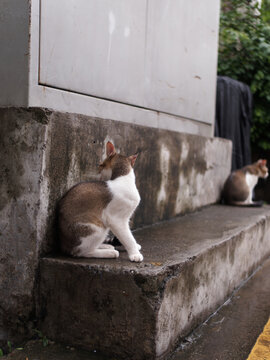 户外玩耍的猫咪小猫橘猫斑纹猫