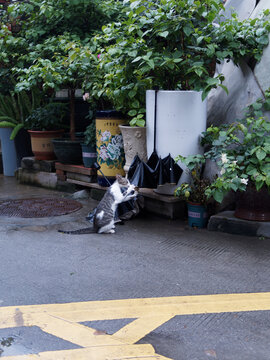 户外玩耍的猫咪小猫橘猫斑纹猫
