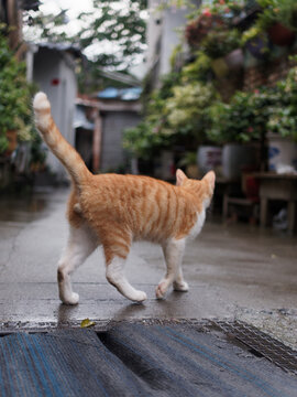 户外玩耍的猫咪小猫橘猫斑纹猫