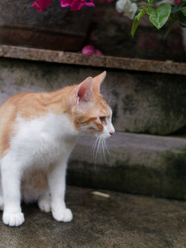 户外玩耍的猫咪小猫橘猫斑纹猫