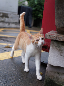 户外玩耍的猫咪小猫橘猫斑纹猫