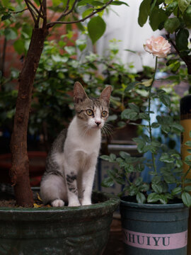 户外玩耍的猫咪小猫橘猫斑纹猫