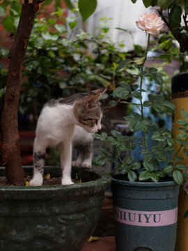 户外玩耍的猫咪小猫橘猫斑纹猫