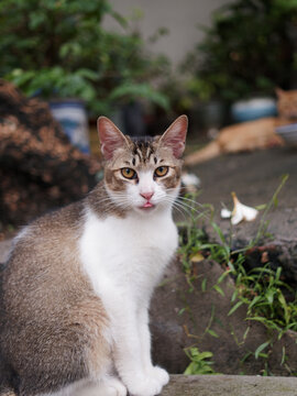 户外玩耍的猫咪小猫橘猫斑纹猫