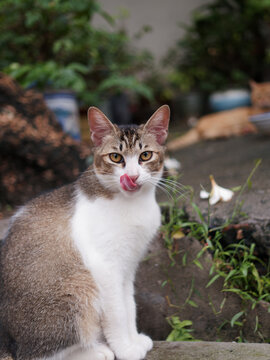 户外玩耍的猫咪小猫橘猫斑纹猫