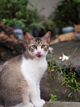 户外玩耍的猫咪小猫橘猫斑纹猫