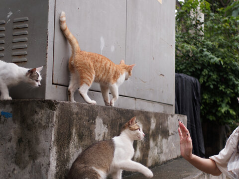 户外玩耍的猫咪小猫橘猫斑纹猫