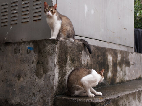户外玩耍的猫咪小猫橘猫斑纹猫
