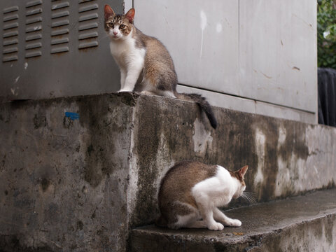 户外玩耍的猫咪小猫橘猫斑纹猫