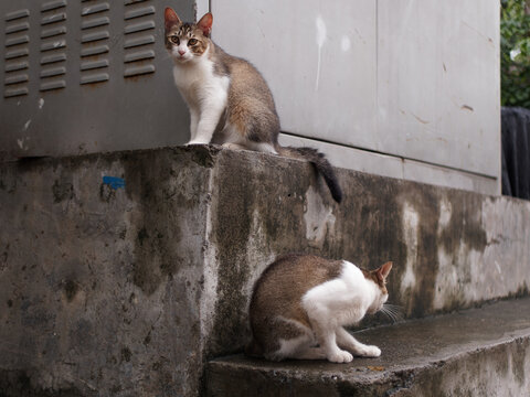 户外玩耍的猫咪小猫橘猫斑纹猫
