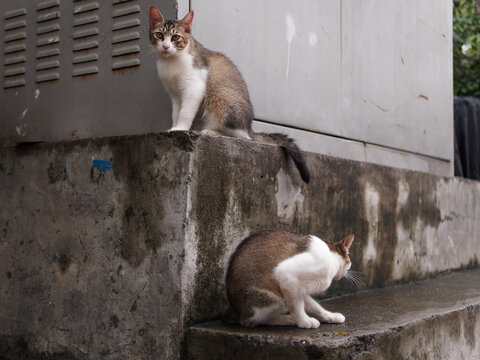 户外玩耍的猫咪小猫橘猫斑纹猫