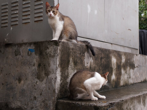 户外玩耍的猫咪小猫橘猫斑纹猫