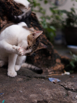 户外的猫咪