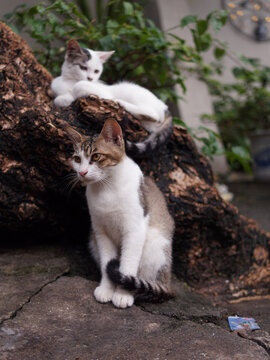 户外的猫咪