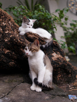 户外的猫咪