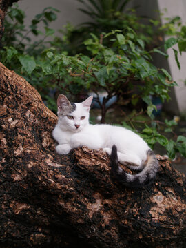 户外玩耍的猫咪小猫橘猫斑纹猫