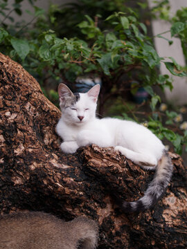 户外玩耍的猫咪小猫橘猫斑纹猫
