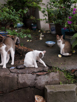 户外玩耍的猫咪小猫橘猫斑纹猫