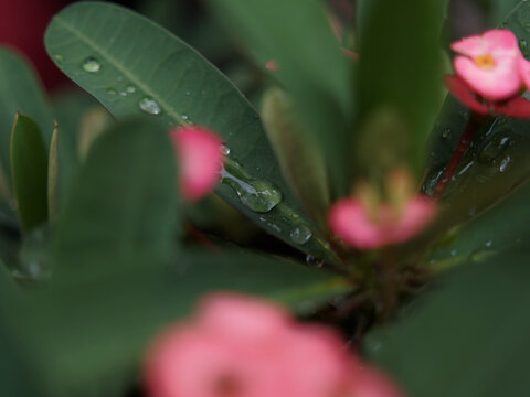 叶子上的雨珠特写